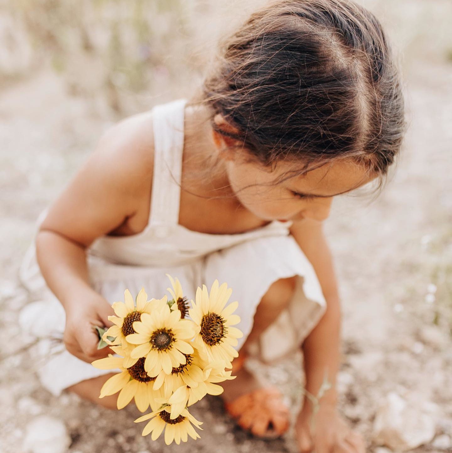 A girl picking sunflowers in a sunflower field in San Antonio during a spring mini session by local Texas photographer.